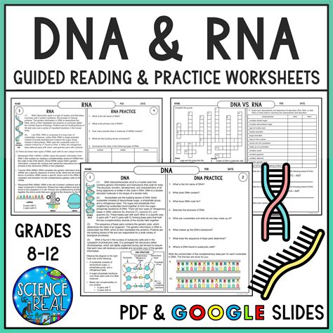 Reinforcement: DNA RNA and Sickle Cell Worksheets Library