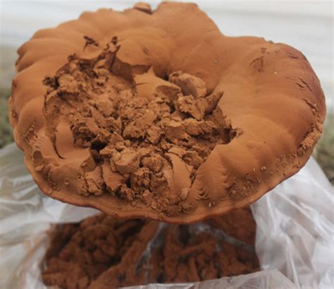 Reishi Spore Powder, Shell Broken Duanwood Red Reishi Spores Powder