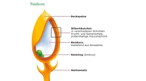 Reiskorn aufbau