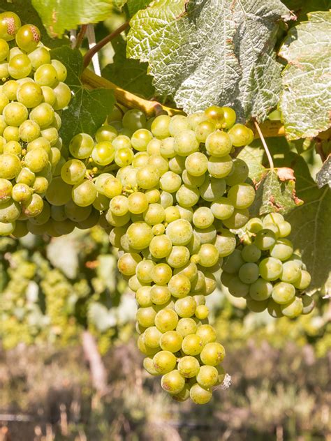 Riesling is an acidic wine that comes from the grape of the same name. While most Rieslings are white wines — varying in color from pale greenish yellow to a …. 