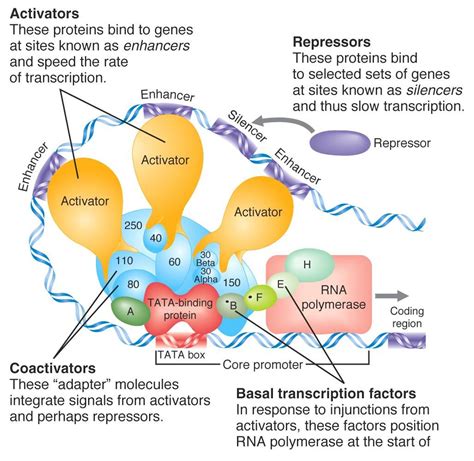 Relation of Transcriptional Factors to the Expression and …