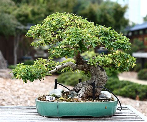Relax And Grow A Tree With iBonsai Appcraver