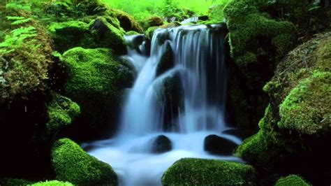 Nature sounds of a relaxing forest stream calm