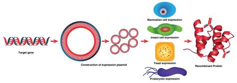 Reliable expression of Mer recombinant