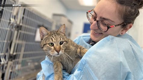 Relieving animal shelter in Texas, MSPCA & NEAS take in nearly 50 cats and kittens