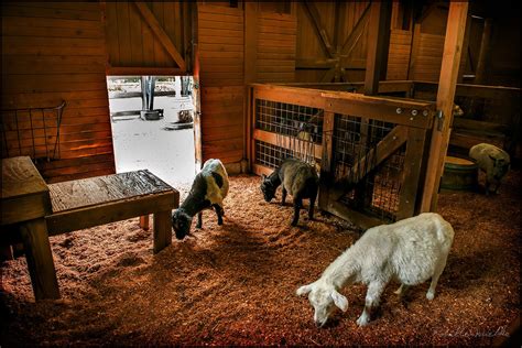 Rell Animals Barn