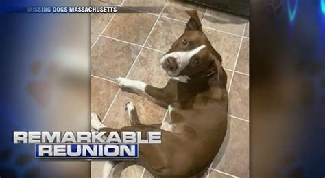 Remarkable Reunion: Medford dog found in NH nearly a year after going missing
