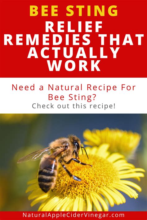 2024 Remedy for Bee Stings: A Comprehensive Guide-marketplaceplus.shop