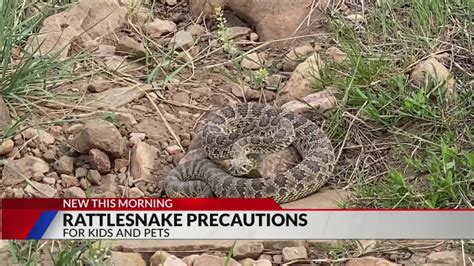 Remember these rattlesnake precautions for your kids, pets