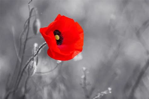 Remembrance day poppy Stock Photos - Depositphotos