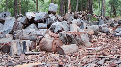 Reminder penalties apply for illegal firewood collection in national ...