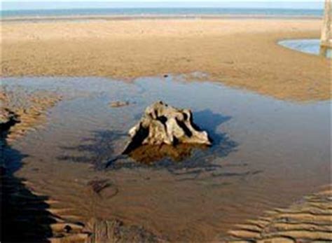 Remnants of prehistoric forest, Rhyl - History Points