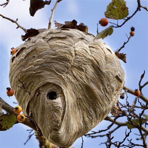 Remove a wasp nest. Call us on 1300 270 019. Next, our technician locates the nests. We often find resin, mud or paper nests on the walls of homes protected under the eaves. Our pest control technicians will remove the nest and the wasps. The technician then treats the area for any pests that may have been attracted to the nest. 