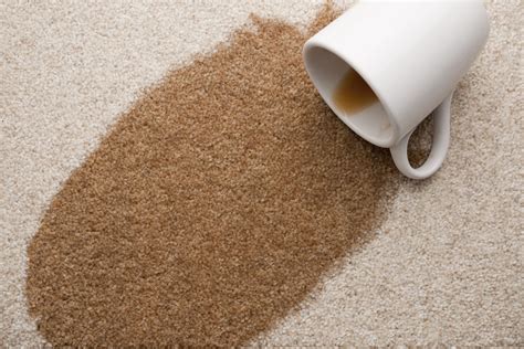 Remove coffee stain from carpet. Step 4. Spray the stain liberally with the DIY stain remover solution. Make sure to get down into the fibers of the carpet or rug with the stain solution. Make sure the stain is thoroughly soaked with the stain remover solution. 