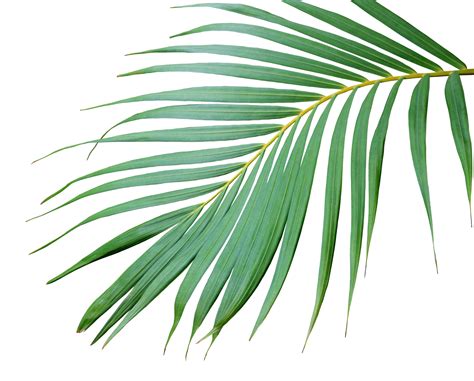 Removing background and leaf in palm leaf image, (a) Original …