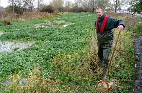 Removing pennywort - Creating a better place