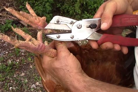 Removing spurs from a rooster easy spur removal - YouTube