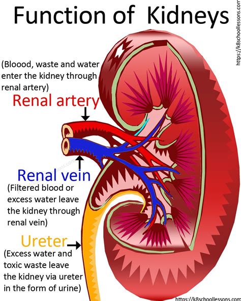 Renal Artery: Location, Anatomy and Function