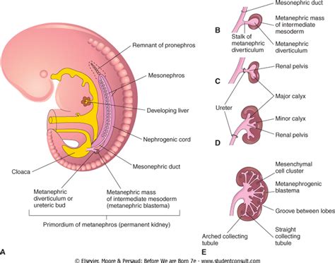 Renal Function in Fetal Life SpringerLink