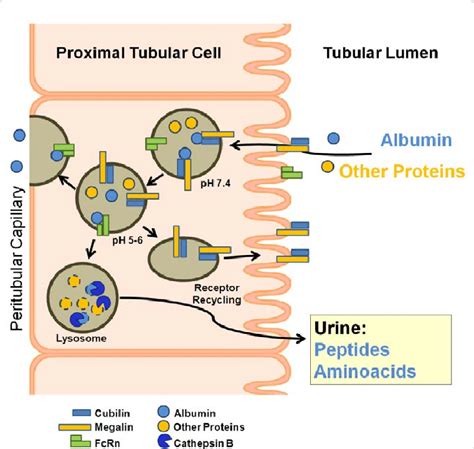 Renal Proximal Tubular Albumin Reabsorption: Daily Prevention …