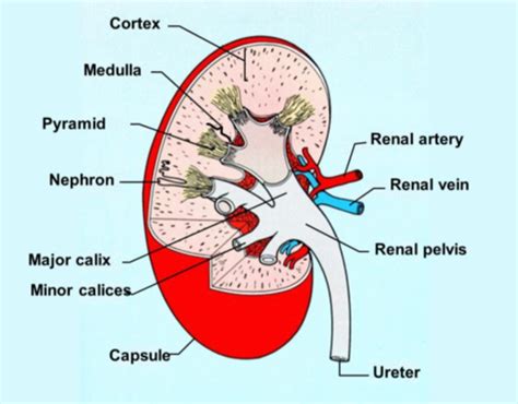 Renal function Flashcards Quizlet