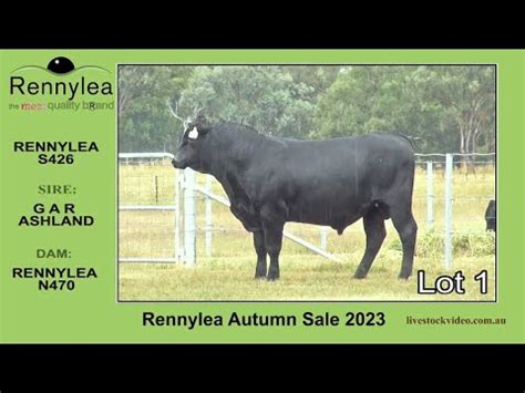 Xxx9 Panjabi - Rennylea Autumn Bull Sales 2024