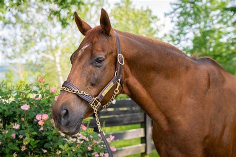 Renowned champion racehorse Funny Cide passes away
