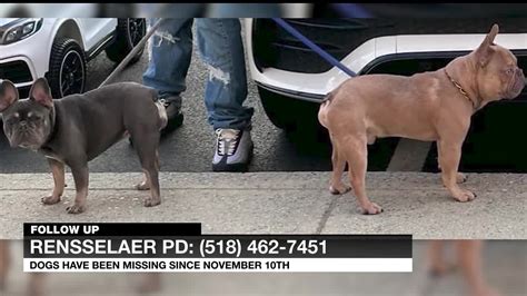 Rensselaer Police searching for 2 stolen dogs