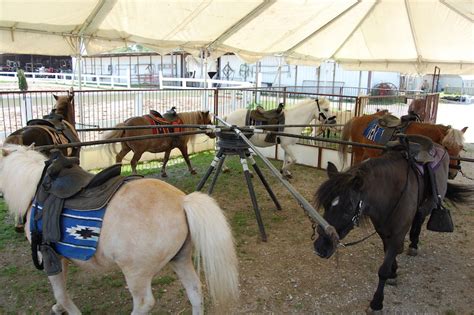 Rent a horse near me. Are you in the market for an equine yard to rent? Whether you’re a professional equestrian or a horse enthusiast looking for a place to keep your beloved equines, renting an equine... 