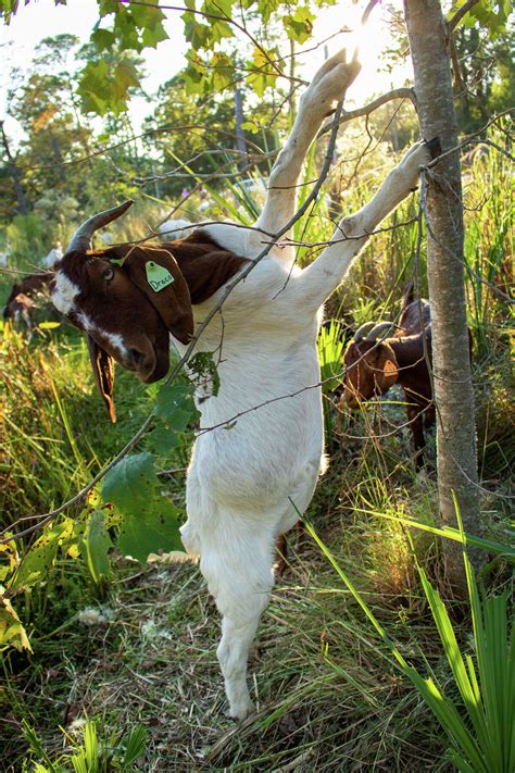 Rent this travelling herd of hungry Texas goats for all your ... - Chron