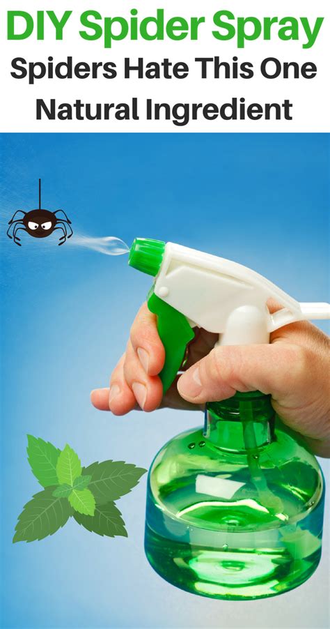 Repel spider. The efficacy of peppermint oil in keeping spiders away is not backed by scientific evidence. Some people believe that the strong scent of peppermint oil may act as a deterrent for spiders, but there is no concrete evidence to support this claim. If you are looking for a natural way to keep spiders away, using peppermint oil in a diffuser may be ... 
