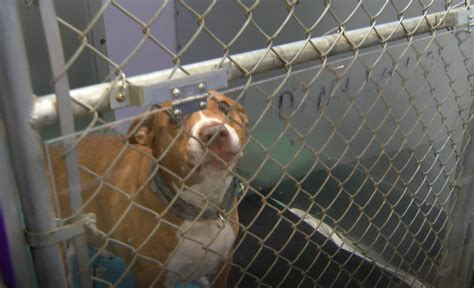 Report: 56% of state shelters are now no-kill shelters