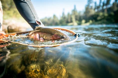 Report Poaching on the Spokane River — Spokane Riverkeeper