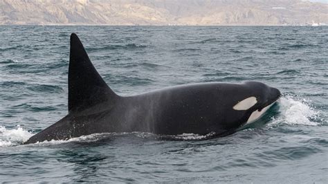 Reportan raro avistamiento de orcas frente a la costa de Nueva Inglaterra