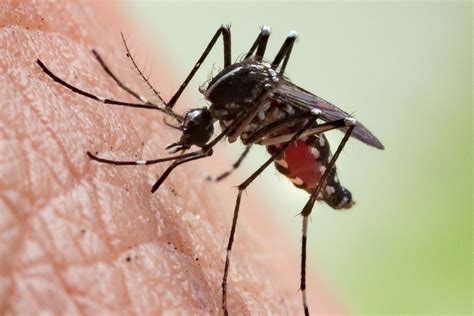 Reportan un raro virus transmitido por mosquitos en Alabama y Nueva York, con una muerte