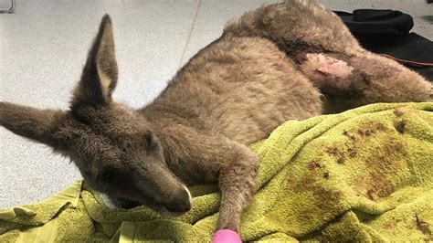 Reported I-680 kangaroo probably a hurt deer, police say