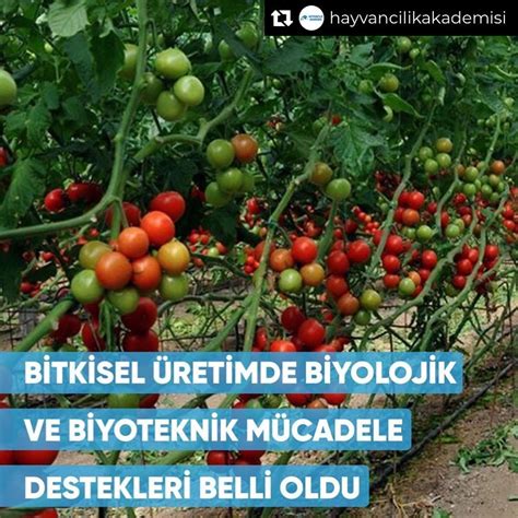 codini.rgarabwor.edu.pl. 