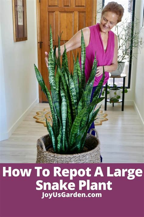 Repotting Snake Plant: Steps On How To Repot Snake Plants ...