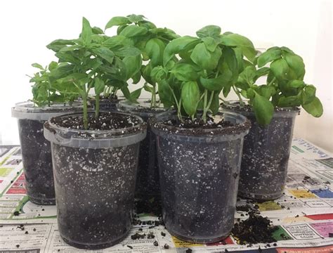 Repotting basil.  Avoid repotting during colder months or There’s somet...