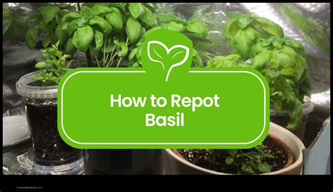 Repotting basil.  However, the plant&rsquo;s rapid growth means it qui...