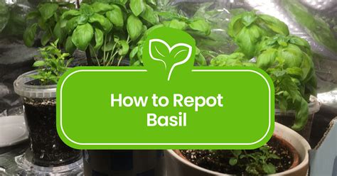 Repotting basil.  The ideal time to repot basil is when roots begin ci...