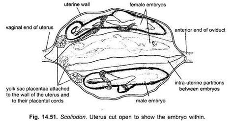 Reproduction in Dogfish (With Diagram) Vertebrates Chordata Zool…