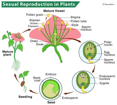 Reproduction in Plants Description, Types, and Diagram