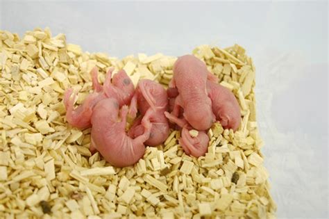 Reproduction souris en 1 an