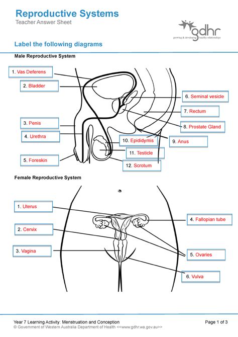 Reproductive System 11 Answer Se Male Key