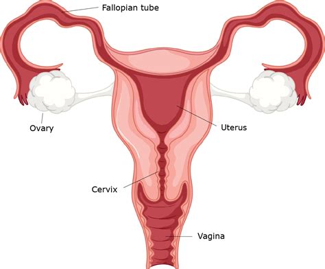 Reproductive System Female Organs Diagram Female Reproductive System