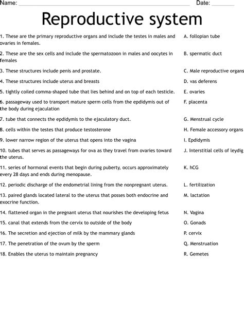 Reproductive system Worksheet WordMint