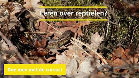 Reptielen - RAVON