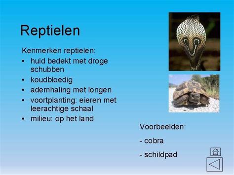 Reptielen kenmerken