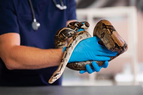 Reptile Exercise - Exotic Pet Vet